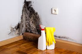 Forensic Mold Investigation in Patchogue, NY